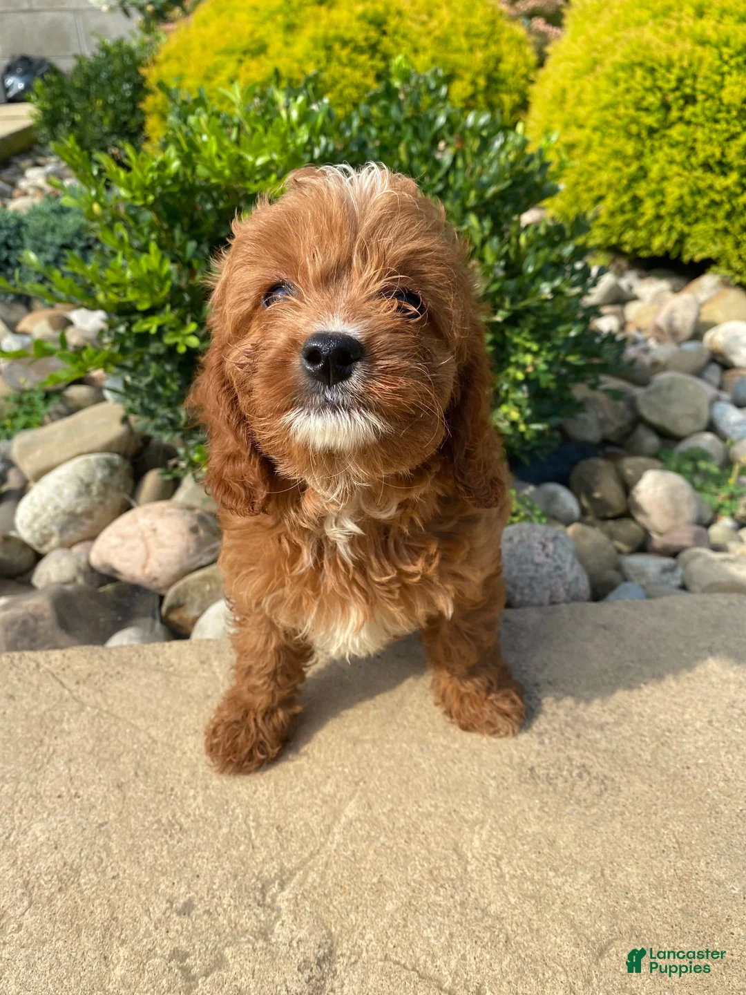 Cavapoo dogs for sale: Becky - Ad 2