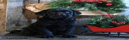 Labrador Retriever dogs for sale: Rudey - Ad 3
