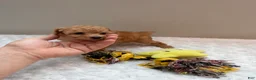 Toy Poodle dogs for sale: Toy Poodle teacup girl  - Ad 7