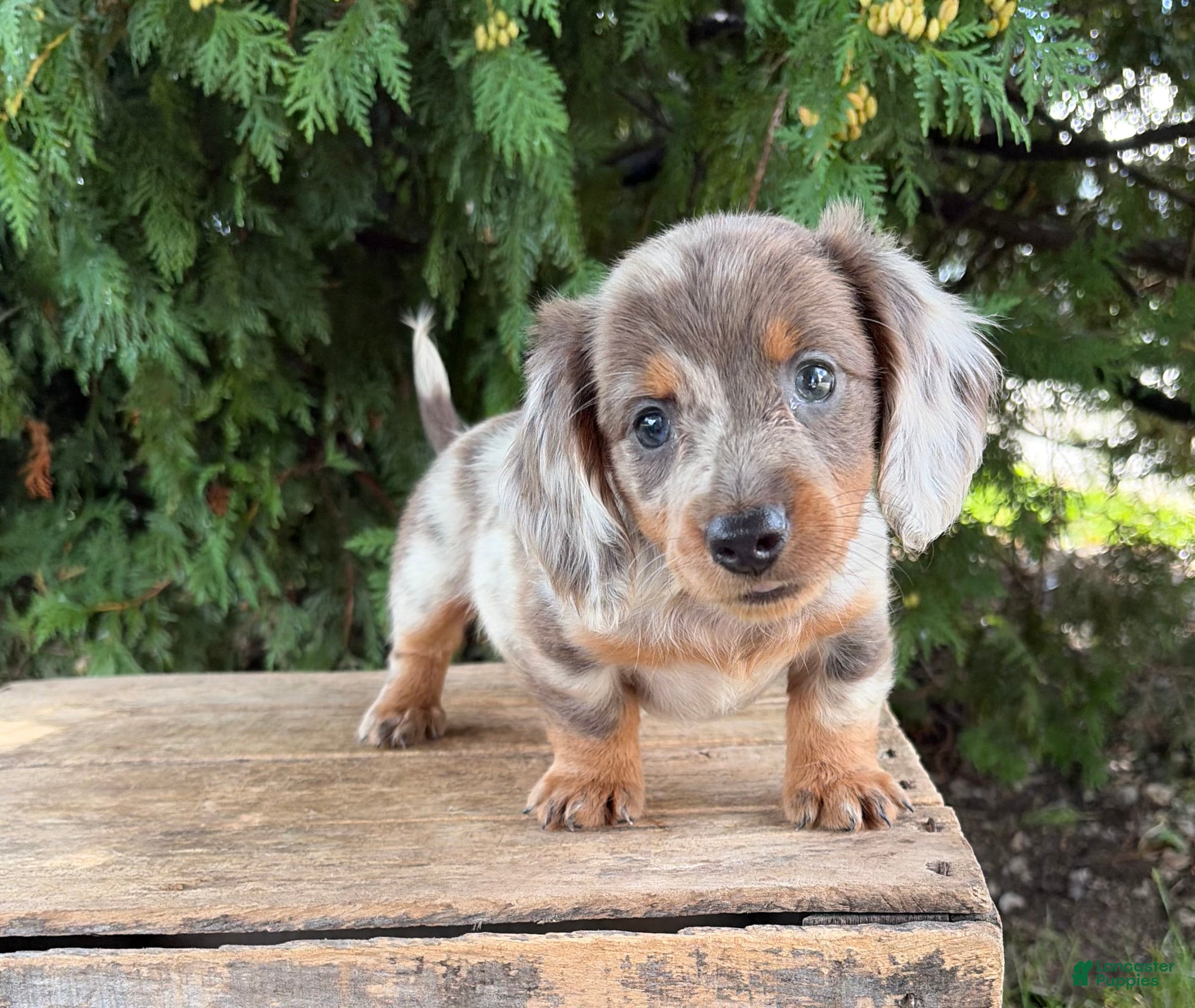 Dachshund dogs Cici - Ad 1