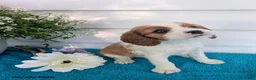 Cavalier King Charles Spaniel dogs for sale: Loren - Ad 4