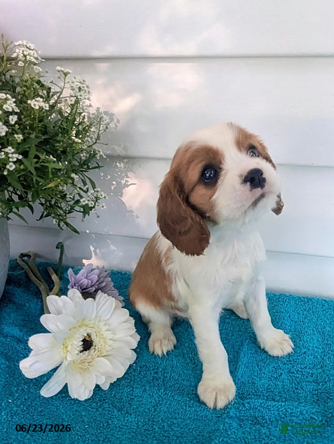 Cavalier King Charles Spaniel dogs for sale: Loren - Ad 4