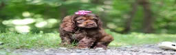 Cocker Spaniel dogs for sale: Thea - Ad 7