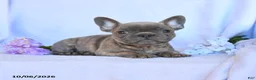 Frenchton dogs for sale: Ramsy - Ad 3