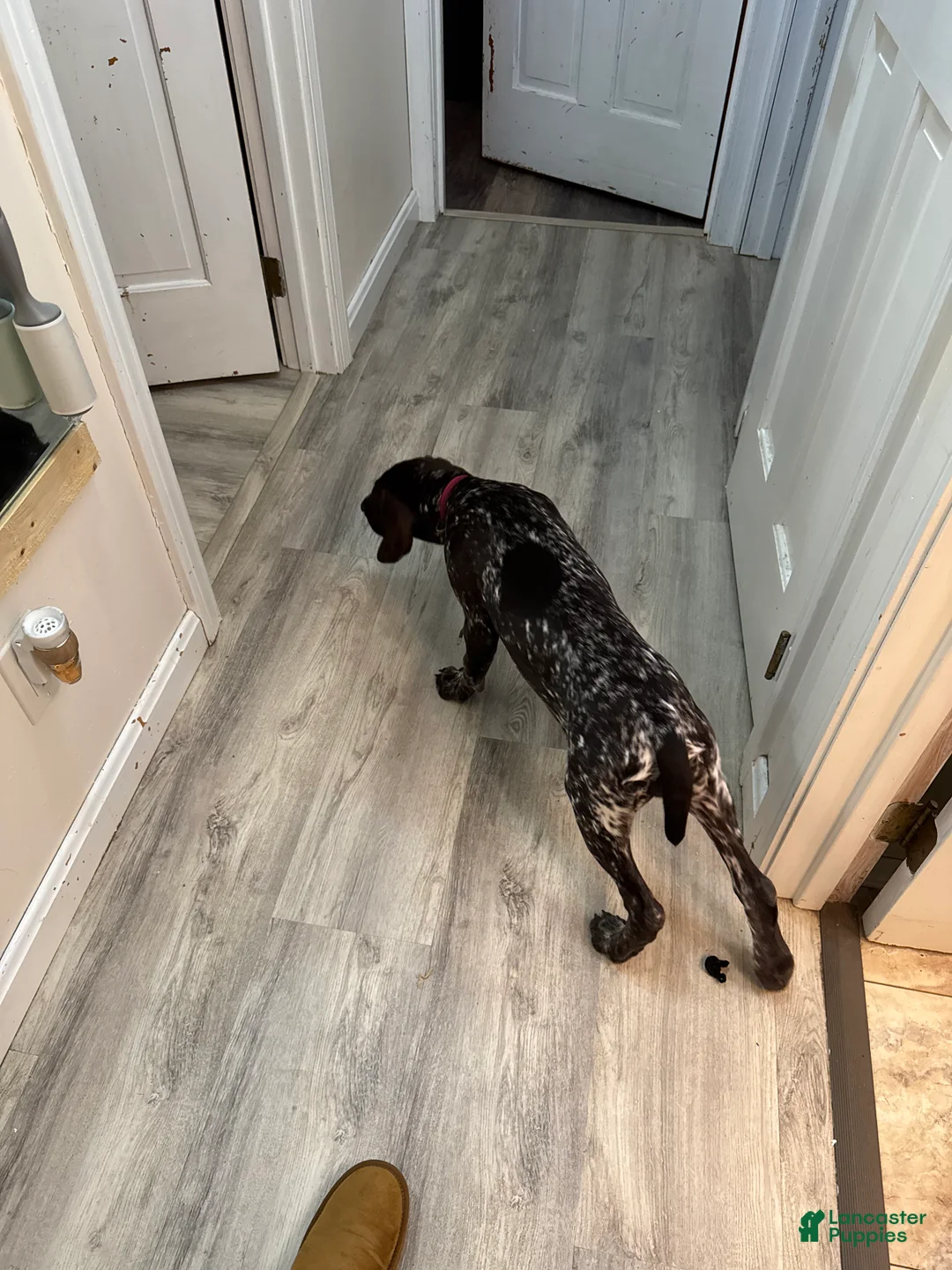 German Shorthaired Pointer dogs for sale: German Shorthaired Pointer Puppy 1 - Ad 3