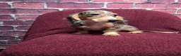 Miniature Dachshund dogs for sale: Chloe - Ad 12