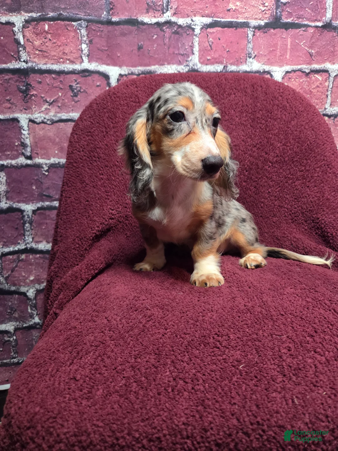 Miniature Dachshund dogs for sale: Chloe - Ad 12