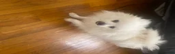Pomeranian dogs for sale: yayyo - Ad 2