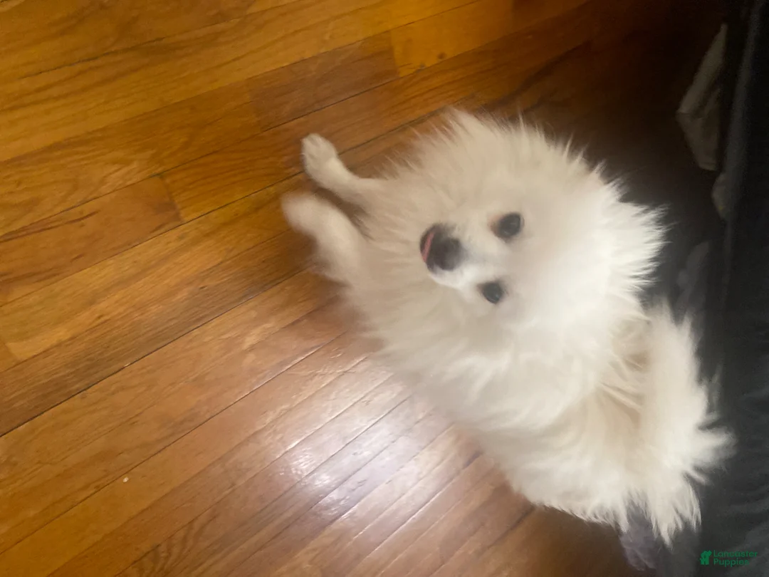 Pomeranian dogs for sale: yayyo - Ad 2