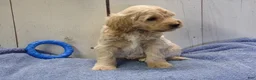 Cockapoo dogs for sale: Brady - Ad 7
