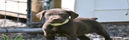 German Shorthaired Pointer dogs for sale: Beauty - Ad 7