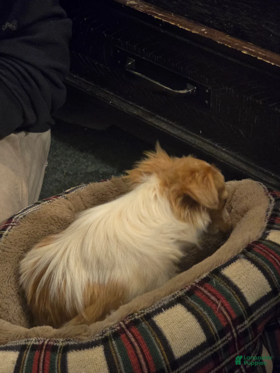 Chihuahua dogs for sale: Chihuahua Puppy 1 - Ad 8
