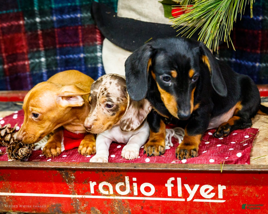 Miniature Dachshund dogs for sale: Ralph - Ad 17