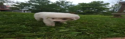Great Pyrenees dogs for sale: Buck - Ad 3