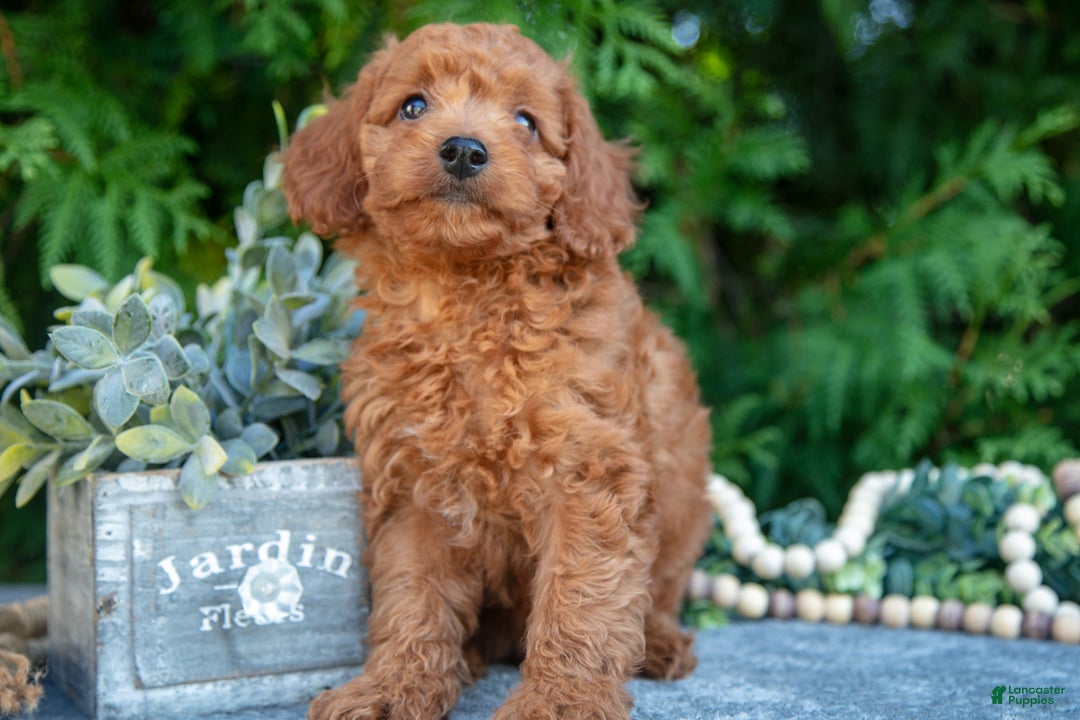 Cavapoo dogs for sale: Destiny - Ad 2