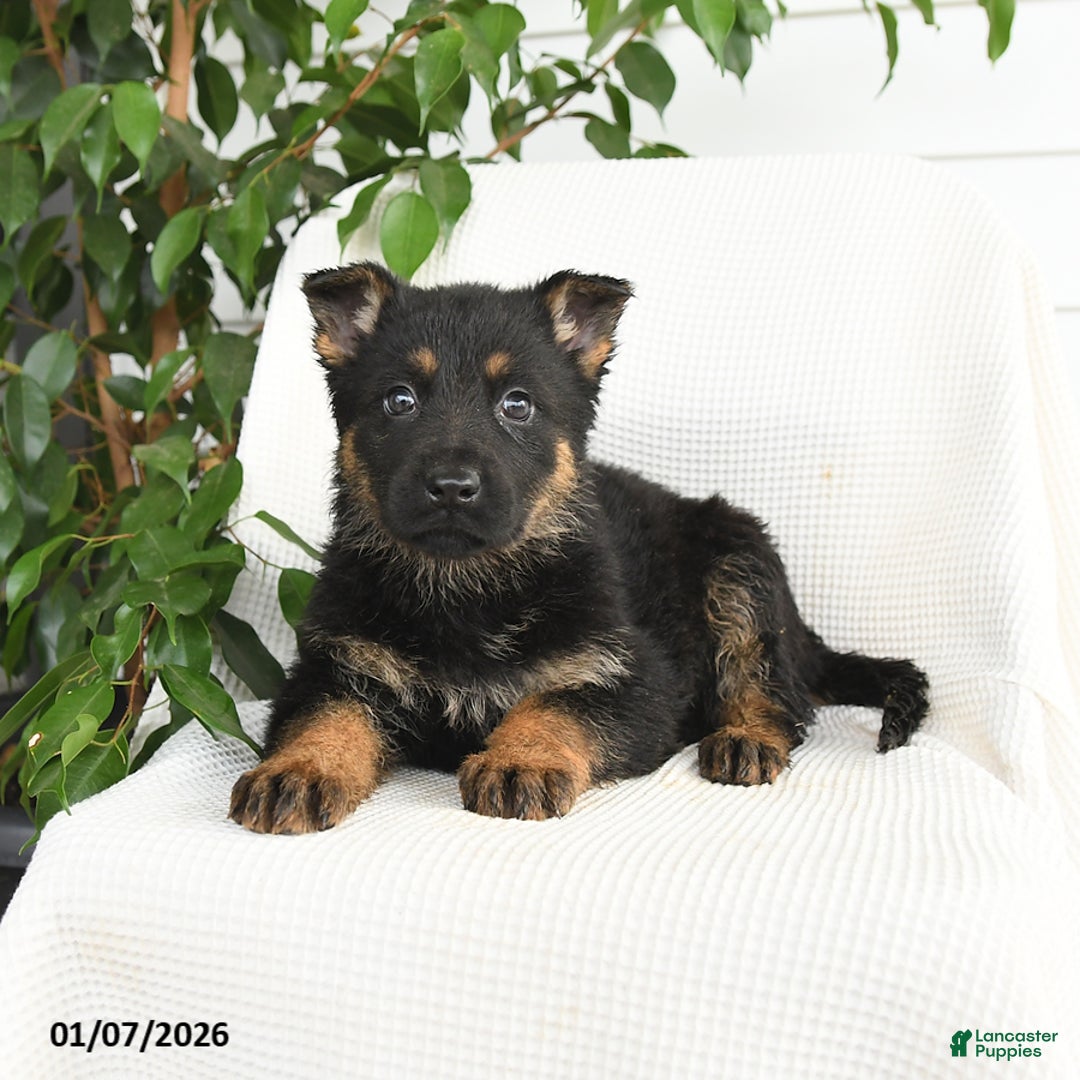 German Shepherd dogs for sale: Kayla - Ad 2