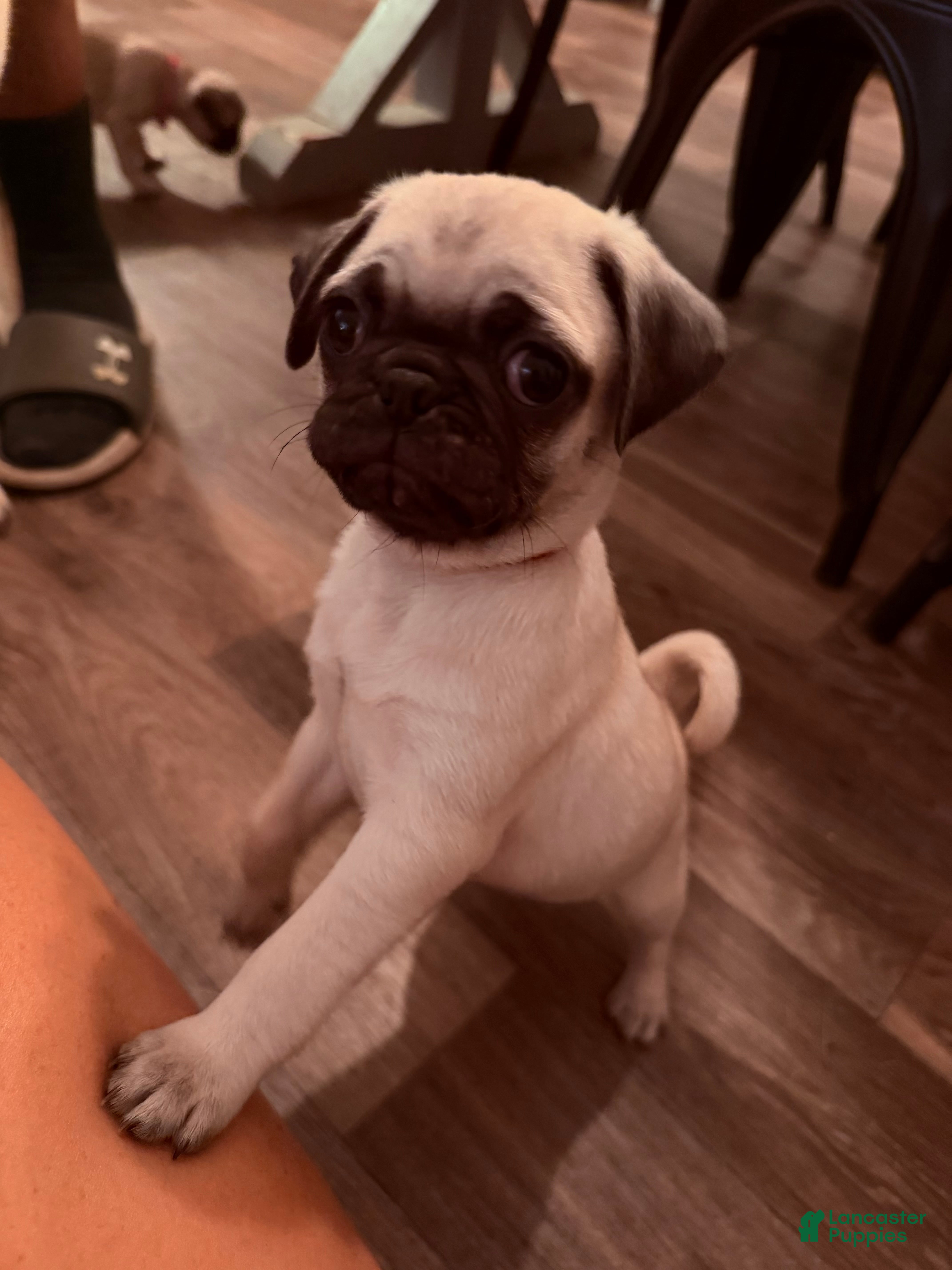 Pug dogs buzz RED collar - Ad 20