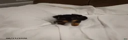 Chorkie dogs for sale: Buttercup - Ad 3