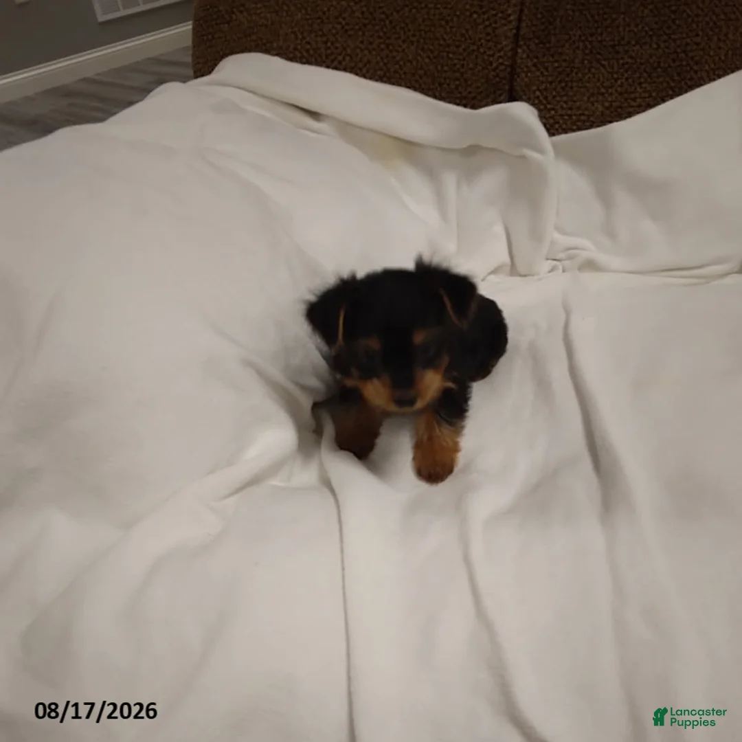 Chorkie dogs for sale: Buttercup - Ad 3