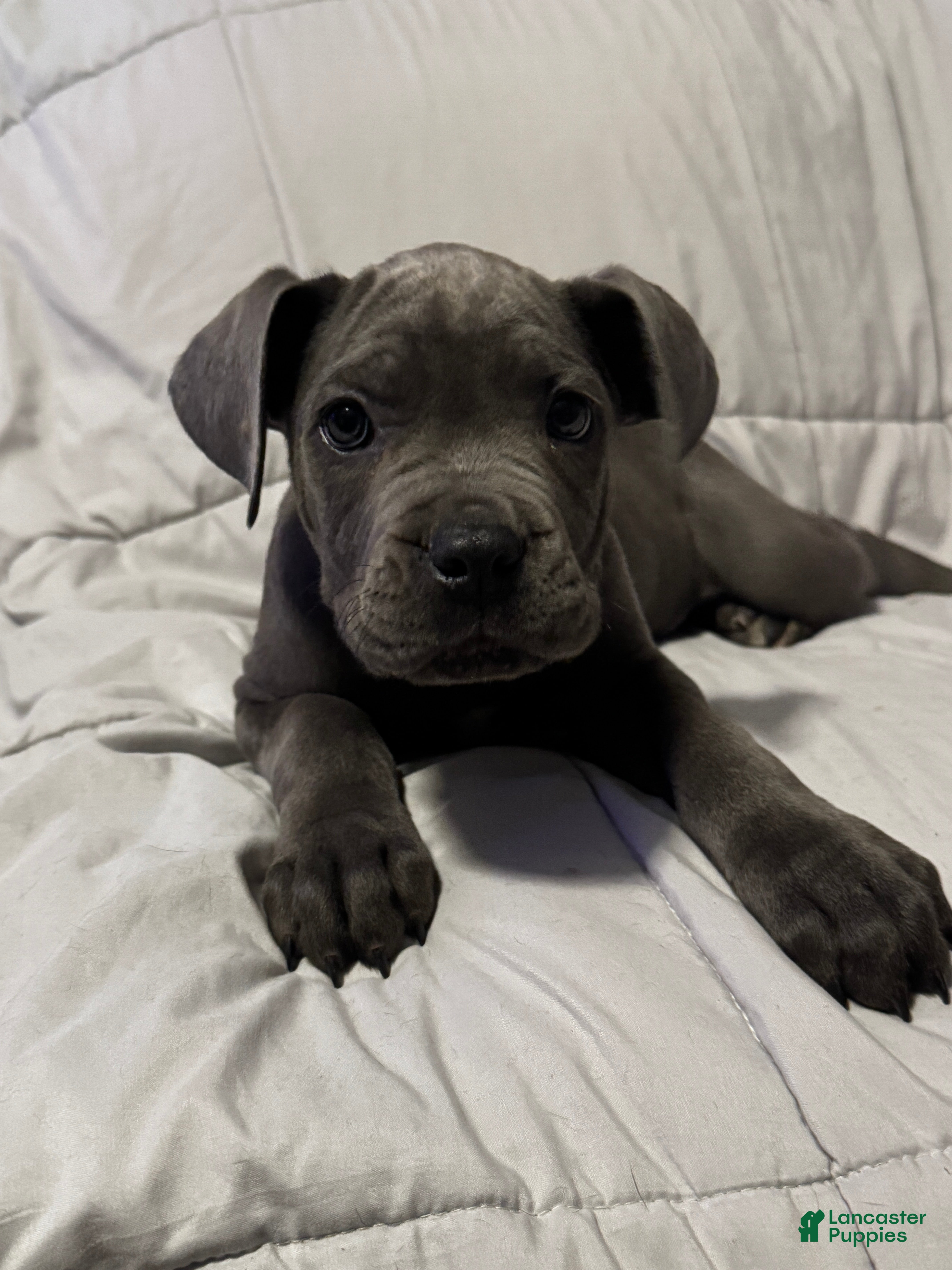 Cane Corso dogs for sale: Lelo - Ad 2