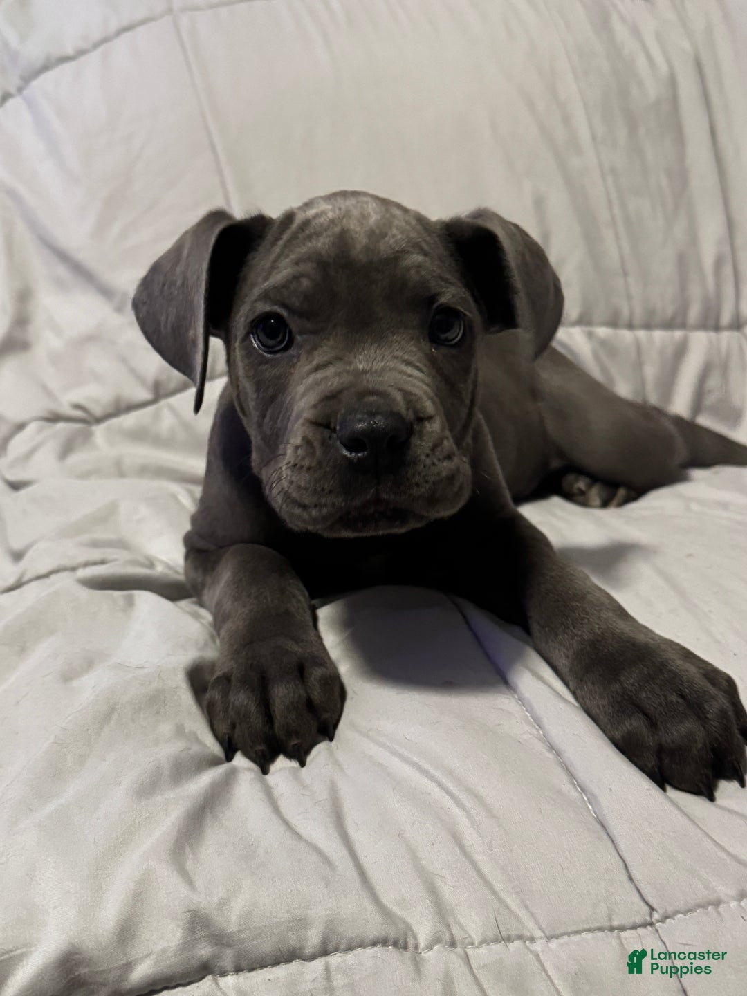Cane Corso dogs for sale: Lelo - Ad 1