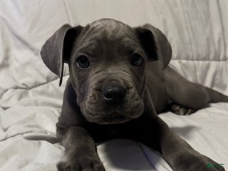 Cane Corso dogs for sale: Lelo - Ad 2