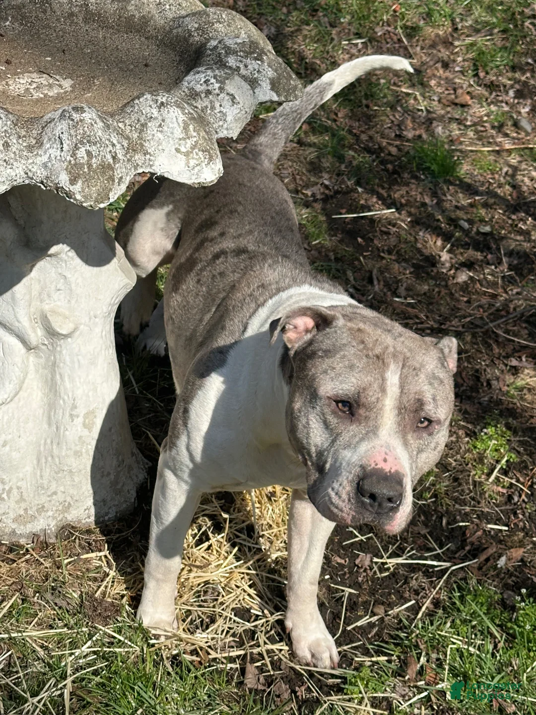 American Bully dogs for sale: American Bully Puppy 11 - Ad 4