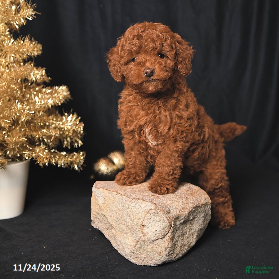 Toy Poodle dogs Winston - Ad 27