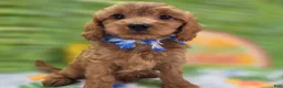 Cavapoo dogs for sale: Grub - Ad 7