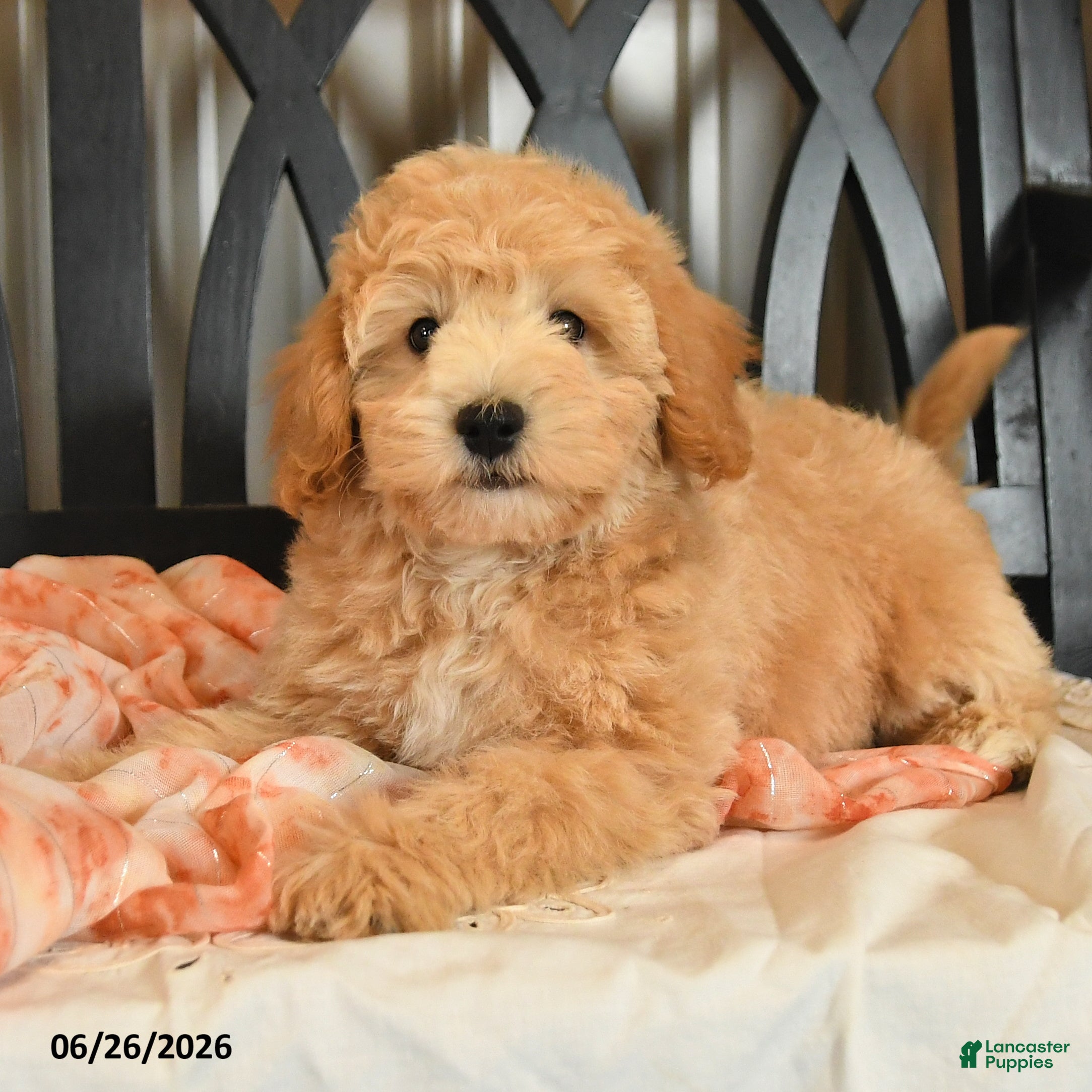 Bichpoo dogs Jade - Ad 1
