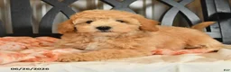 Bichpoo dogs for sale: Jade - Ad 6