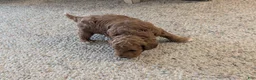 Cavapoo dogs for sale: Mocha - Ad 6