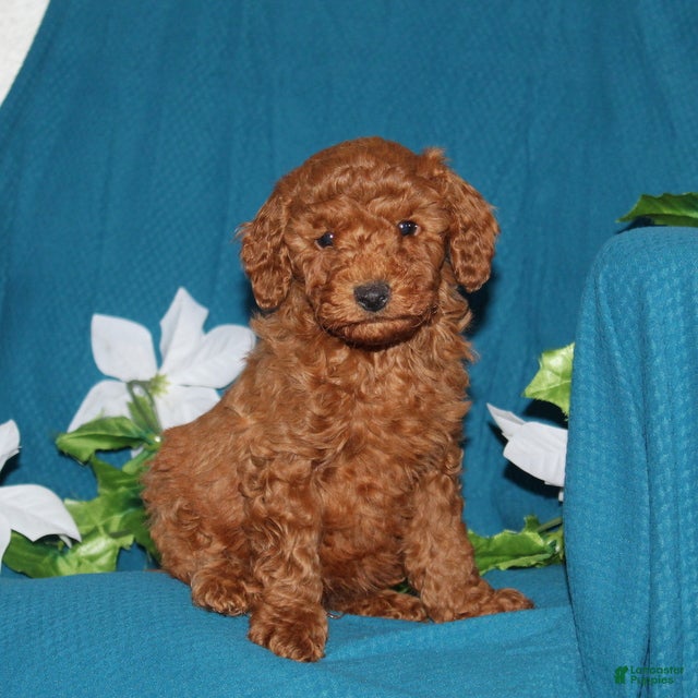 Mini Goldendoodle dogs Teddy  - Ad 1