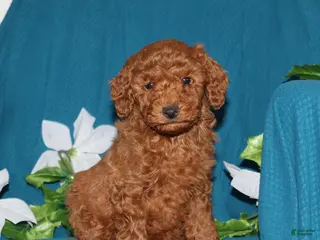 Mini Goldendoodle dogs for sale: Teddy - Ad 2