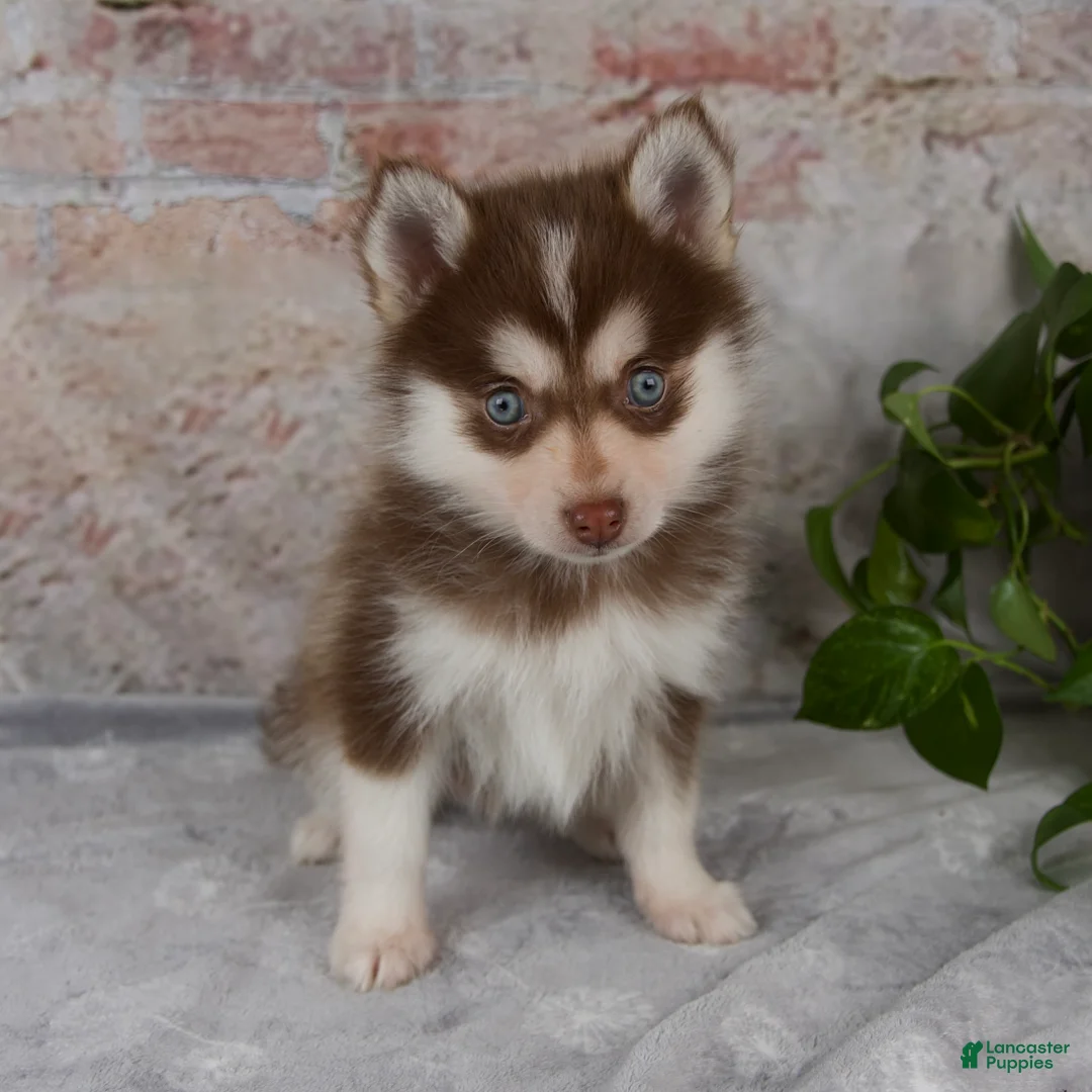 Pomsky dogs for sale: Grant - Ad 1