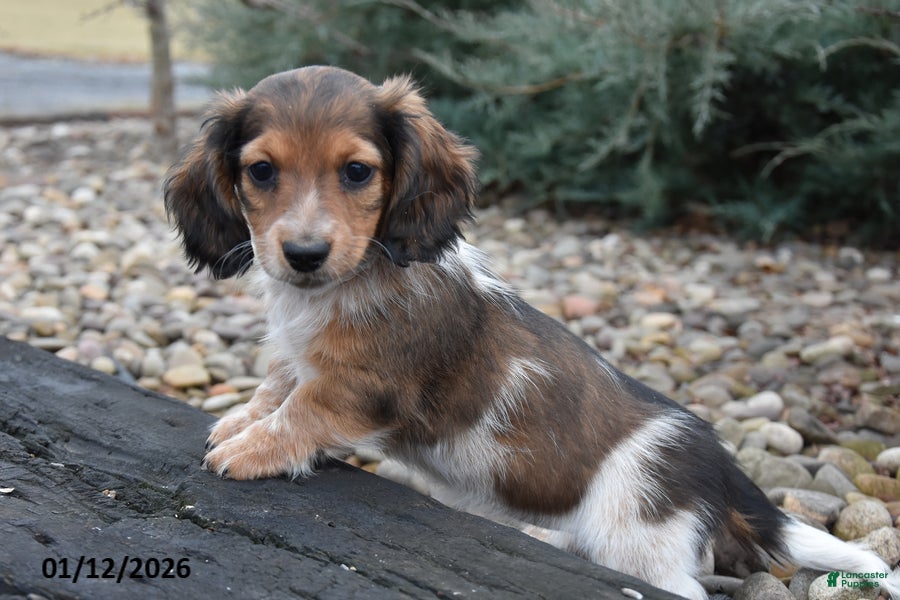 Miniature Dachshund dogs Sissy - Ad 36