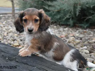 Miniature Dachshund dogs Sissy - Ad 6