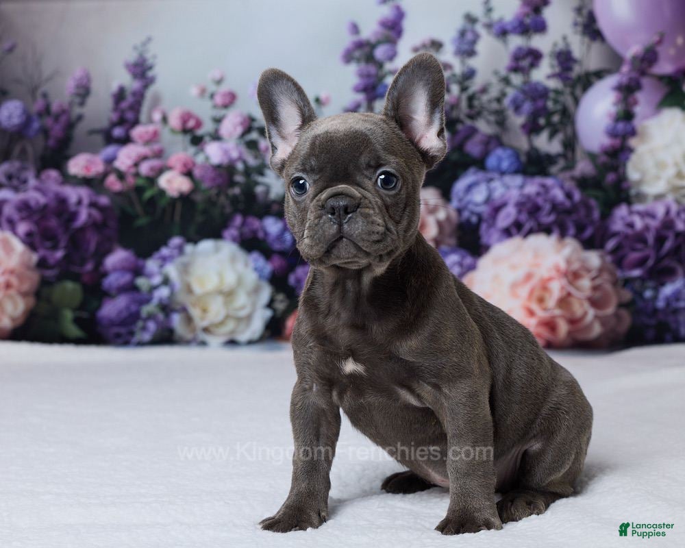 French Bulldog dogs Nyx - Ad 2