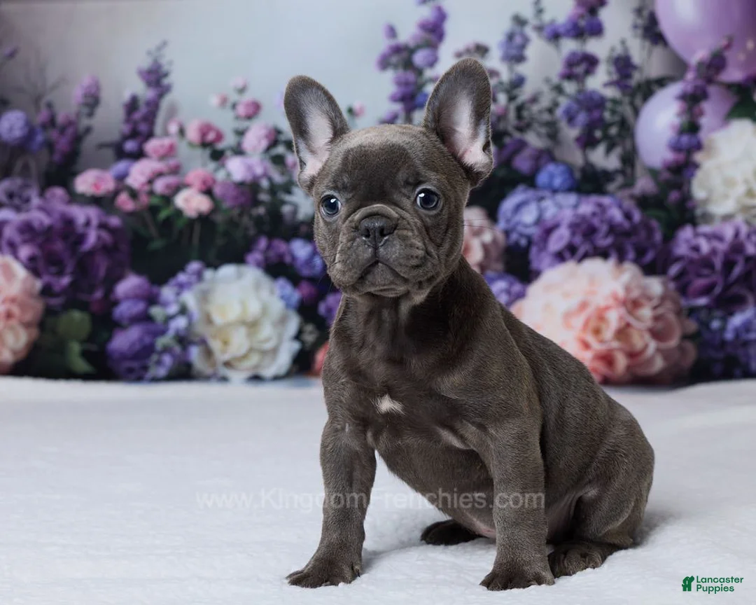 French Bulldog dogs for sale: Nyx - Ad 2