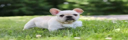 French Bulldog dogs for sale: Allie - Ad 4