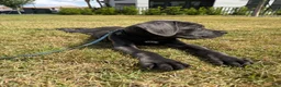 Cane Corso dogs for sale: Cane Corso Puppy 1 - Ad 2