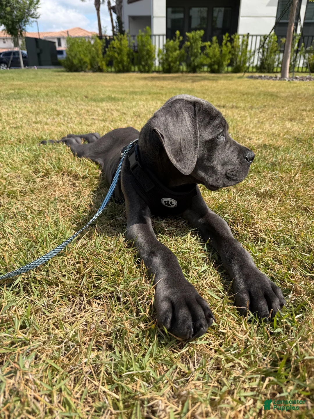Cane Corso dogs for sale: Cane Corso Puppy 1 - Ad 2