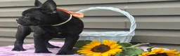 French Bulldog dogs for sale: Kosher - Ad 3