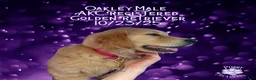 Golden Retriever dogs for sale: Oakley, Golden Retriever, Male - Ad 10