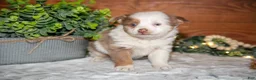 Toy Australian Shepherd dogs for sale: Tot - Ad 2