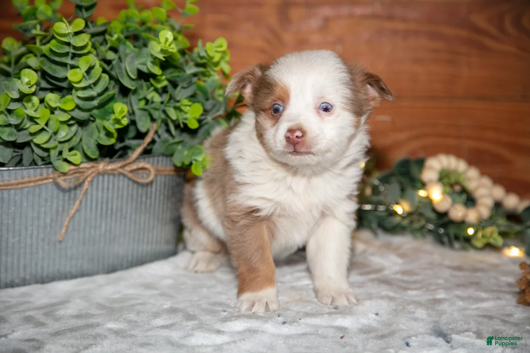 Toy Australian Shepherd dogs for sale: Tot - Ad 2
