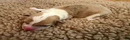 Mixed Breed dogs for sale: Cruz - Ad 2