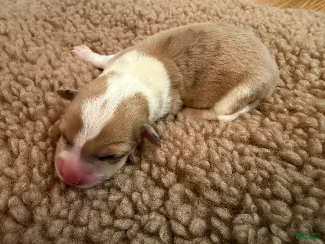 Mixed Breed dogs for sale: Cruz - Ad 2