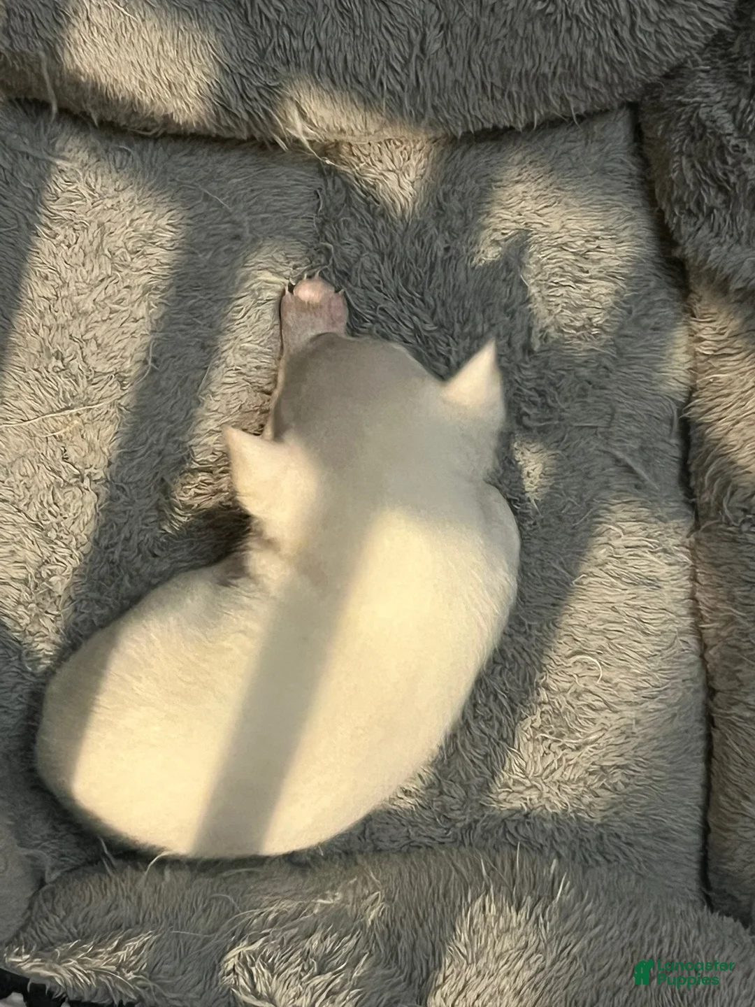 Pomchi dogs for sale: Pomchi Puppy 1 - Ad 3