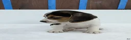 Beagle dogs for sale: Roxy - Ad 2